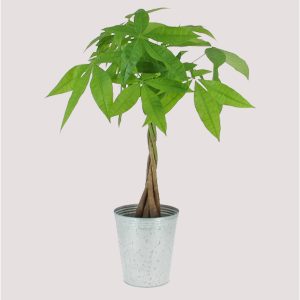 pachira plante